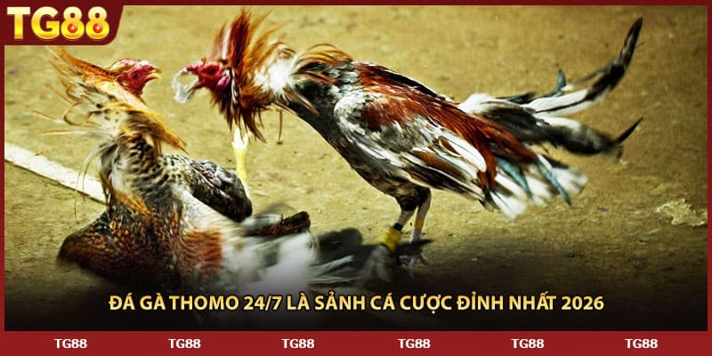 Đá gà THOMO 24/7 là sảnh cá cược đỉnh nhất 2026