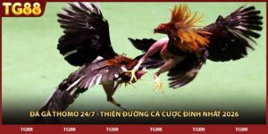 Đá Gà THOMO 24/7 - Thiên Đường Cá Cược Đỉnh Nhất 2026