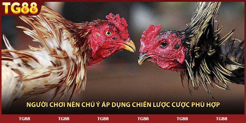Người chơi nên chú ý áp dụng chiến lược cược phù hợp 