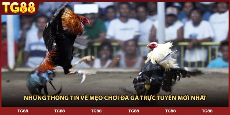 Những thông tin về mẹo chơi đá gà trực tuyến mới nhất