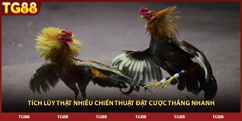 Tích lũy thật nhiều chiến thuật đặt cược thắng nhanh