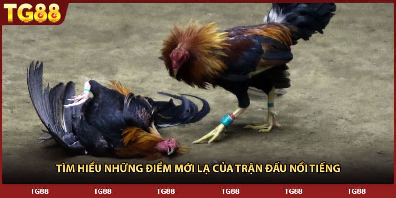 Tìm hiểu những điểm mới lạ của trận đấu nổi tiếng